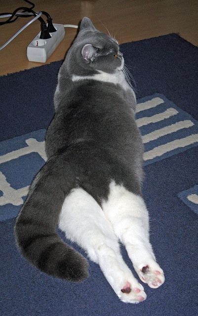 中场革命，卡马文加撕裂防线与伊朗节奏哲学的双重启示