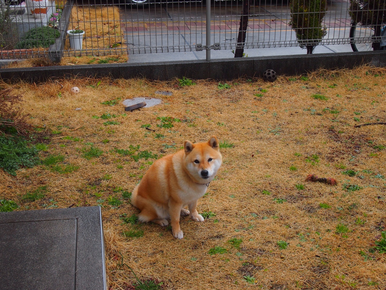 绿茵双城记，尤文轻取东瀛显底蕴，维尼修斯焦点战破茧成王